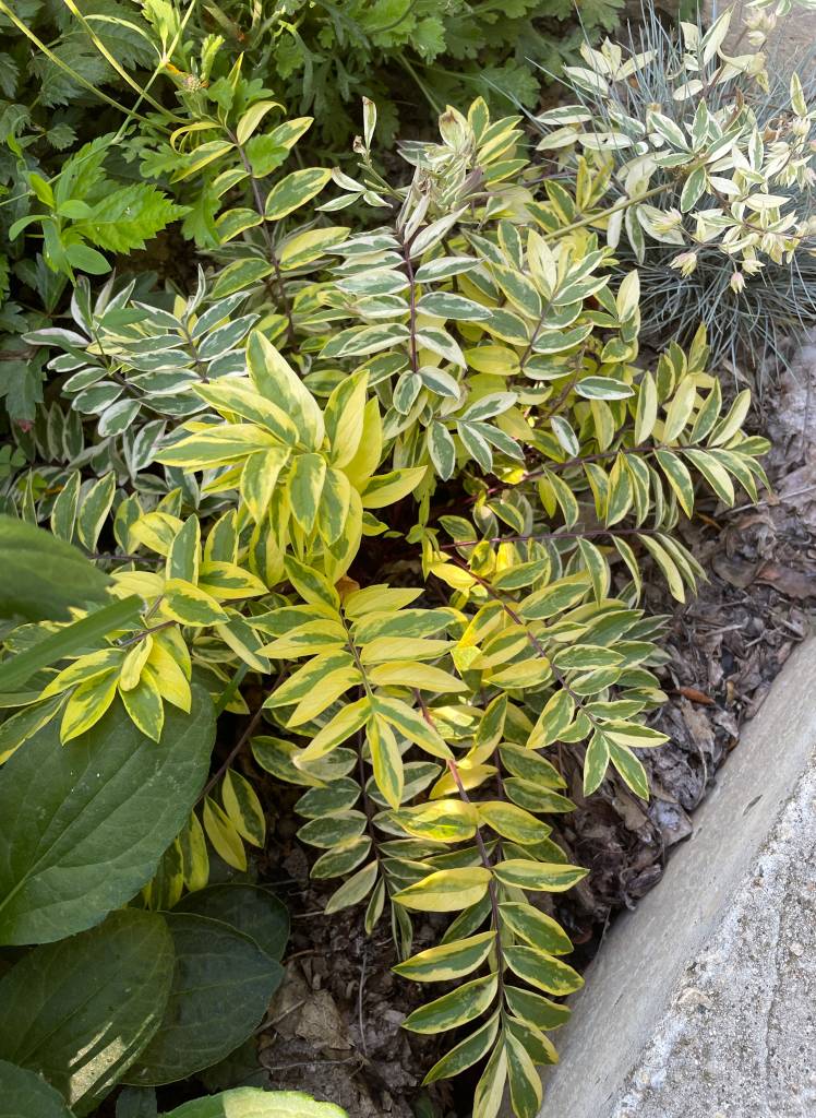 Plant name: Jacob